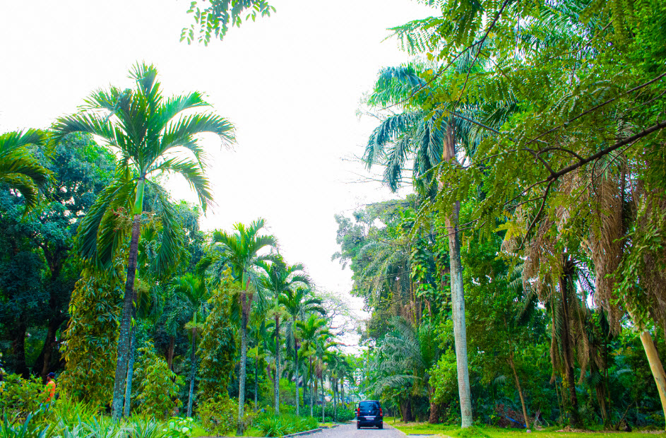 CRSN Lwiro Botanical Garden, DR Congo